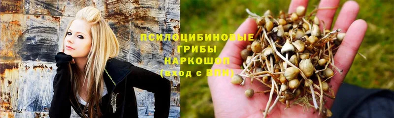 Галлюциногенные грибы Psilocybine cubensis Апрелевка